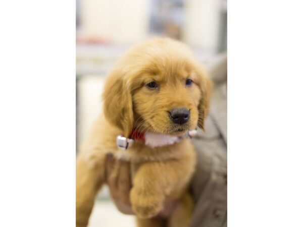 Golden Retriever-DOG-Female-Light Golden-11815-Petland Wichita, Kansas