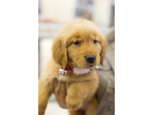 Golden Retriever DOG Female Light Golden 11815 Petland Wichita, Kansas