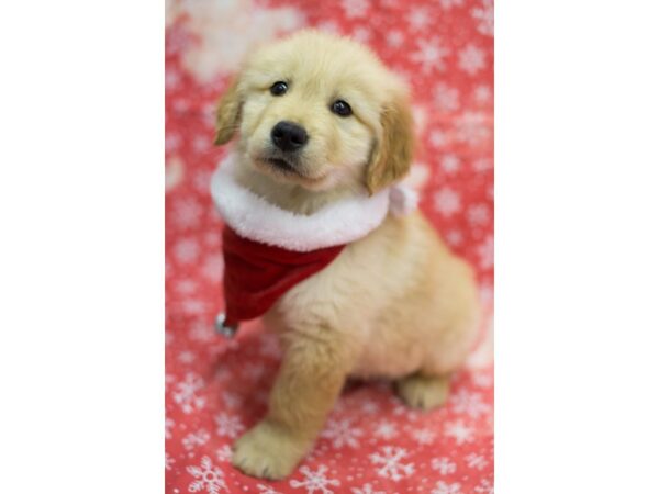Golden Retriever-DOG-Male-Light Golden-11814-Petland Wichita, Kansas