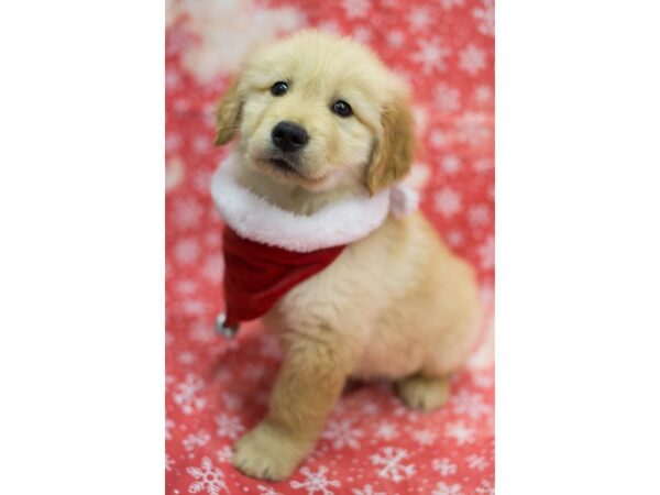 Golden Retriever DOG Male Light Golden 11814 Petland Wichita, Kansas