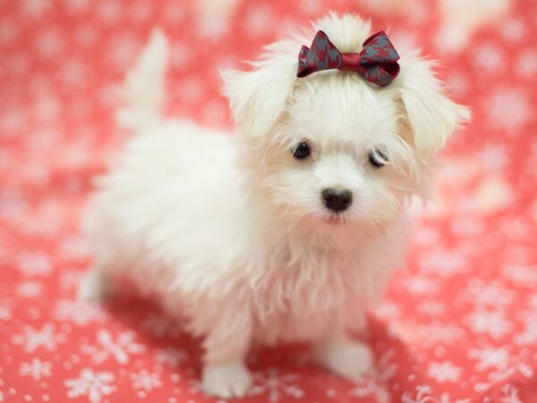 Maltese DOG Female White 11813 Petland Wichita, Kansas