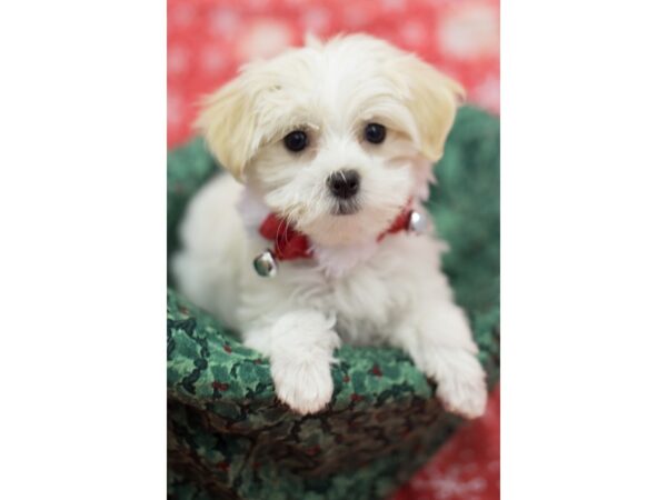 Toy MaltiPoo DOG Female What and Cream 11812 Petland Wichita, Kansas