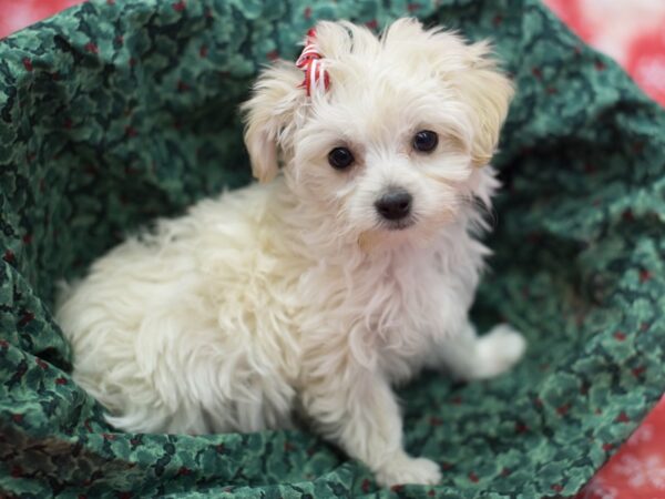 Toy MaltiPoo-DOG-Female-What and Cream-11811-Petland Wichita, Kansas