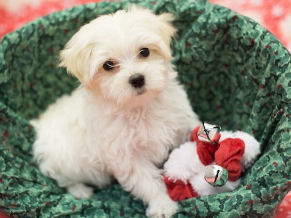 Toy MaltiPoo DOG Male What and Cream 11810 Petland Wichita, Kansas