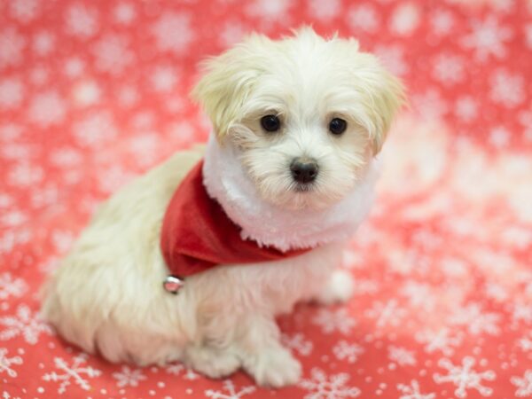 Toy MaltiPoo DOG Male What and Cream 11809 Petland Wichita, Kansas