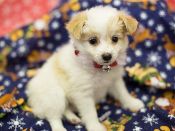 Toy Pompoo-DOG-Female-Brown and White-11808-Petland Wichita, Kansas