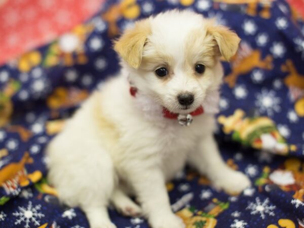 Toy Pompoo DOG Female Brown and White 11808 Petland Wichita, Kansas