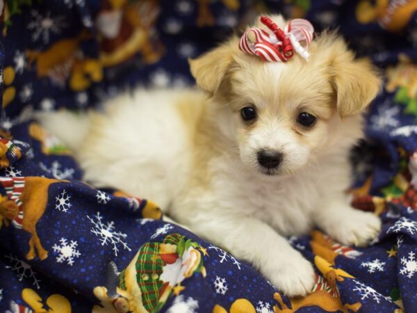 Toy Pompoo-DOG-Female-Brown and White-11806-Petland Wichita, Kansas