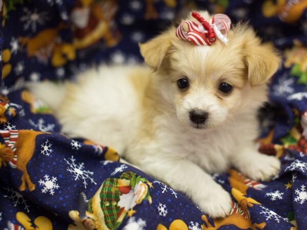 Toy Pompoo DOG Female Brown and White 11806 Petland Wichita, Kansas