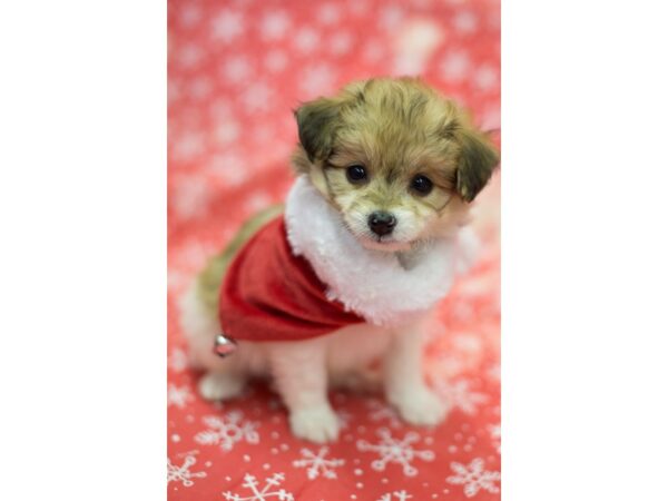 Toy Pompoo DOG Male Brown and White 11805 Petland Wichita, Kansas