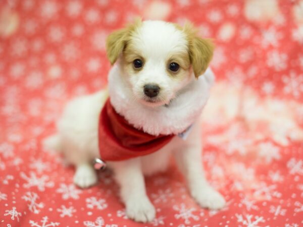 Toy Pompoo DOG Male Brown and White 11804 Petland Wichita, Kansas