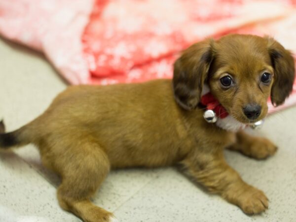 Miniature Dachshund DOG Female Red 11802 Petland Wichita, Kansas