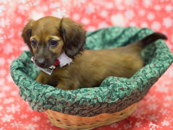 Miniature Dachshund-DOG-Female-Red-11801-Petland Wichita, Kansas