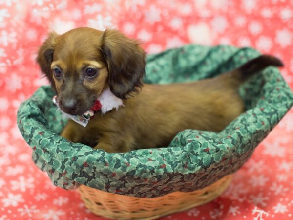 Miniature Dachshund DOG Female Red 11801 Petland Wichita, Kansas