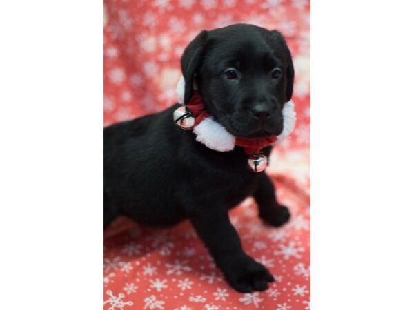 English Labrador Retriever DOG Female Black 11799 Petland Wichita, Kansas