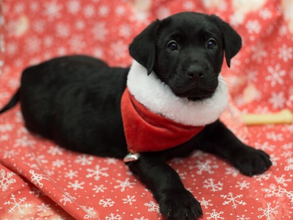 English Labrador Retriever DOG Male Black 11798 Petland Wichita, Kansas