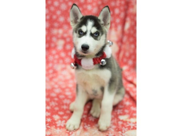 Siberian Husky DOG Female Black and White 11797 Petland Wichita, Kansas