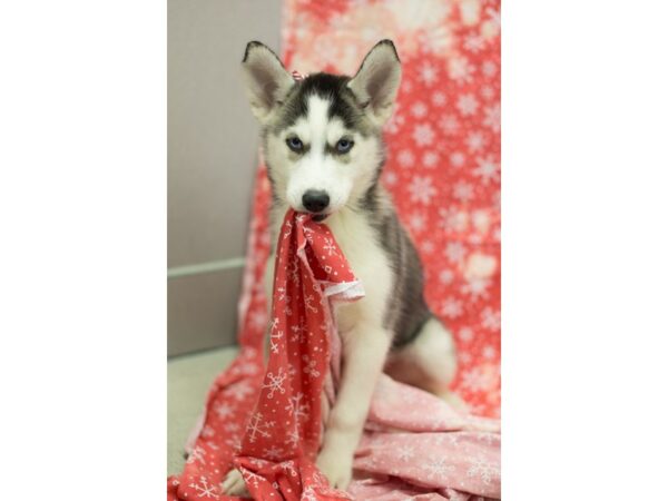 Siberian Husky DOG Female Black and White 11796 Petland Wichita, Kansas