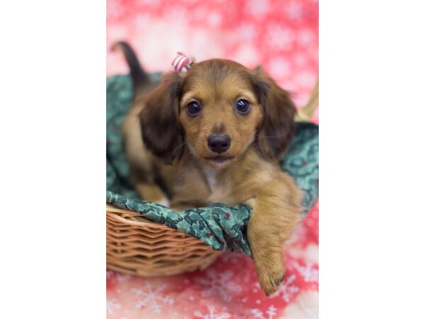 Miniature Dachshund DOG Female Red 11803 Petland Wichita, Kansas