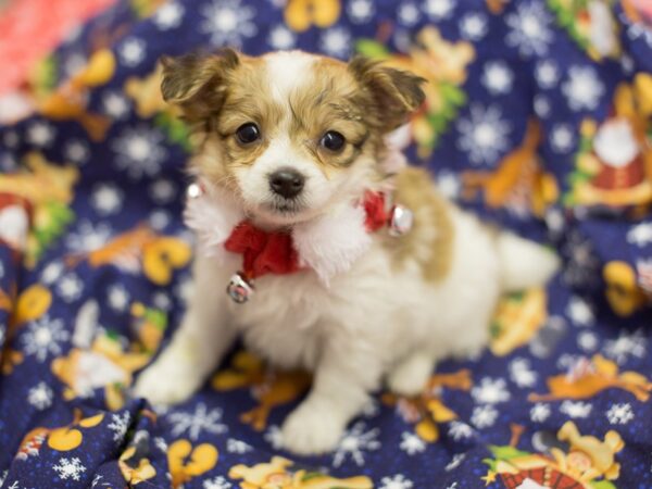 Toy Pompoo DOG Female Brown and White 11807 Petland Wichita, Kansas