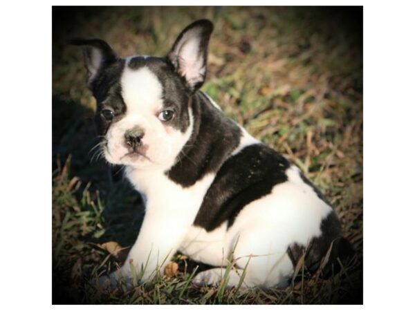 French Bulldog-DOG-Male-Black Brindle-11864-Petland Wichita, Kansas