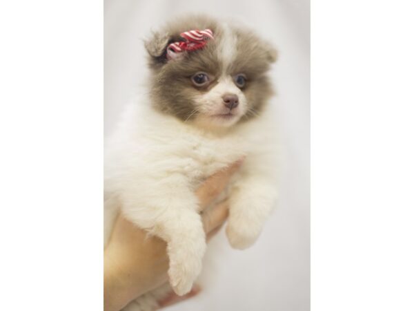 Pomeranian DOG Female Blue Fawn Parti 11863 Petland Wichita, Kansas