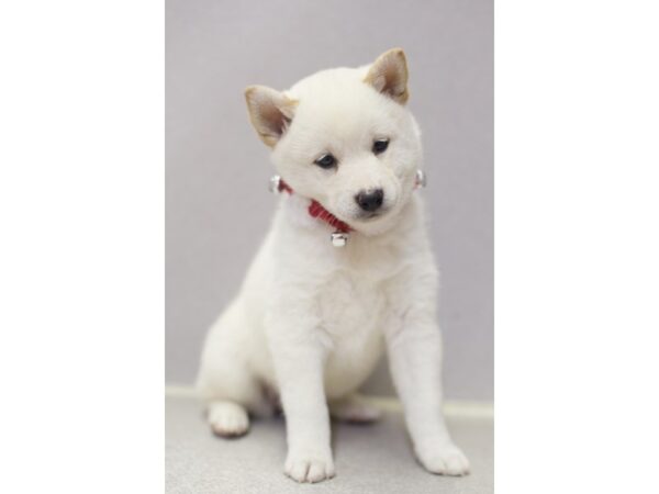 Shiba Inu DOG Female Cream 11862 Petland Wichita, Kansas