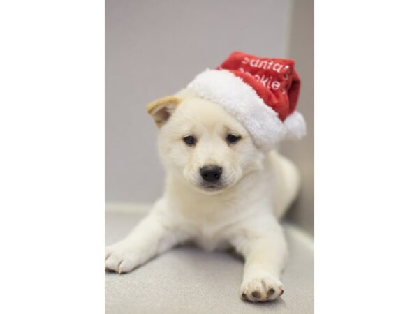 Shiba Inu DOG Male Cream 11861 Petland Wichita, Kansas