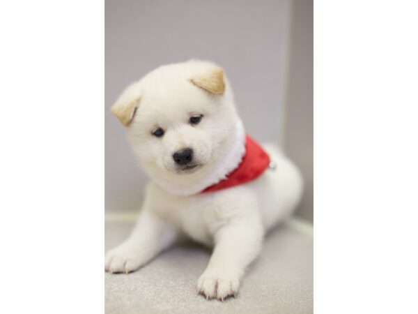 Shiba Inu DOG Male Cream 11860 Petland Wichita, Kansas