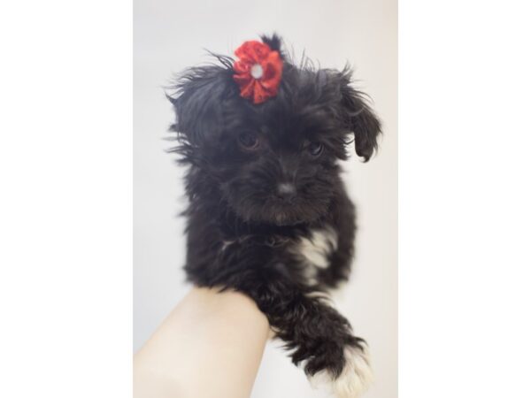 Havanese DOG Female Black 11854 Petland Wichita, Kansas