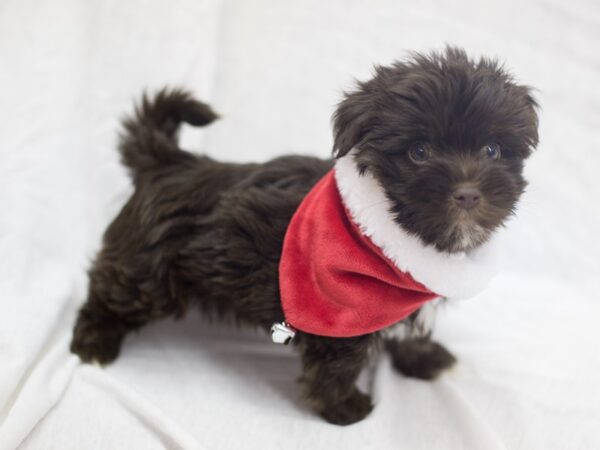 Havanese DOG Male Chocolate 11852 Petland Wichita, Kansas