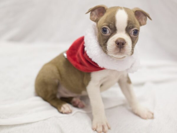 Boston Terrier DOG Male Red and White 11850 Petland Wichita, Kansas