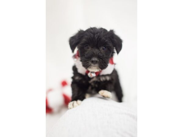 Yorkiepoo DOG Female Black 11849 Petland Wichita, Kansas