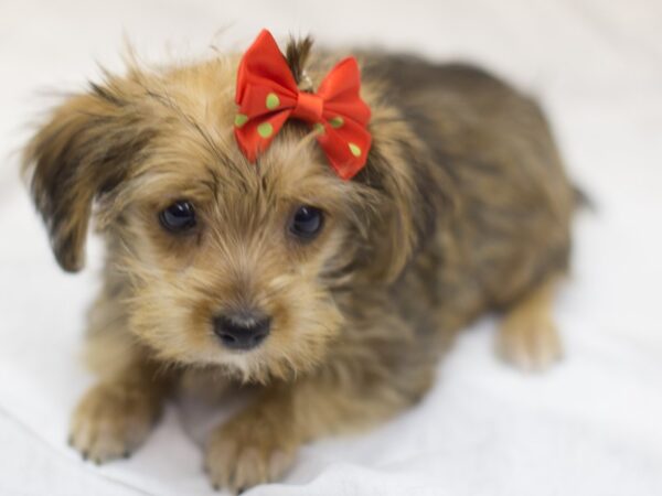 Morkie York DOG Female Gold and Black 11858 Petland Wichita, Kansas