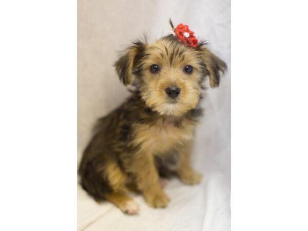 Morkie York DOG Female Parti 11857 Petland Wichita, Kansas