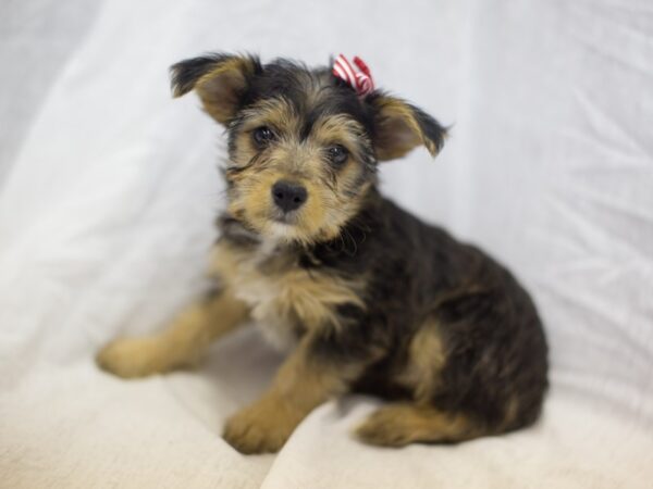 Yorkiepoo DOG Female Black and Tan 11848 Petland Wichita, Kansas