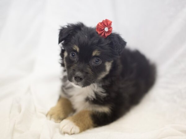 Miniature Australian Shepherd DOG Female Black Tri 11847 Petland Wichita, Kansas