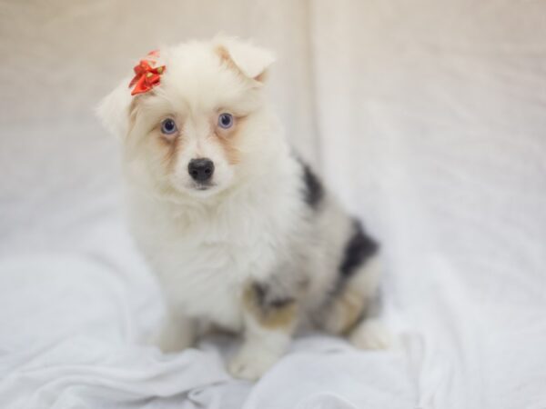 Miniature Australian Shepherd DOG Female Blue Merle 11846 Petland Wichita, Kansas