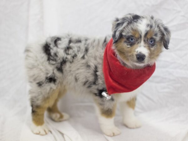 Miniature Australian Shepherd DOG Male Blue Merle 11845 Petland Wichita, Kansas