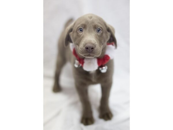 Labrador Retriever DOG Female Silver 11841 Petland Wichita, Kansas