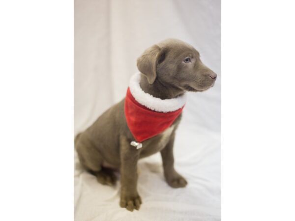 Labrador Retriever DOG Male Silver 11840 Petland Wichita, Kansas