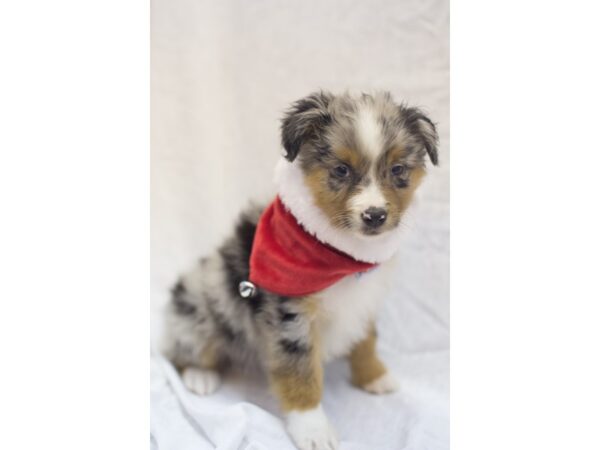 Miniature Australian Shepherd DOG Male Blue Merle 11844 Petland Wichita, Kansas