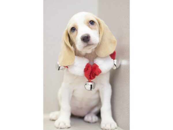 Beagle-DOG-Female-Lemon and White-11838-Petland Wichita, Kansas