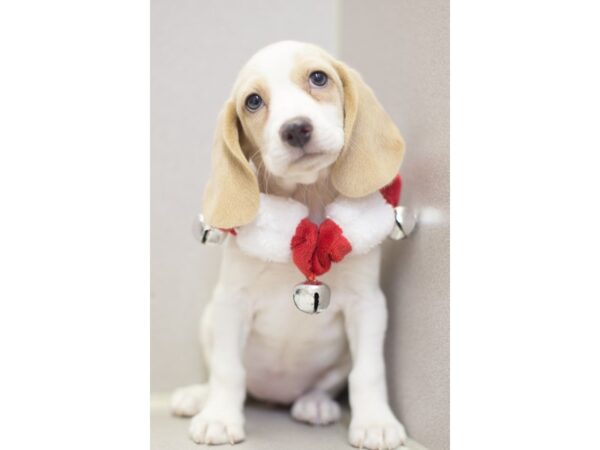 Beagle DOG Female Lemon and White 11838 Petland Wichita, Kansas