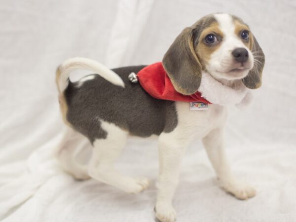 Beagle DOG Male Blue,Tan and White 11839 Petland Wichita, Kansas