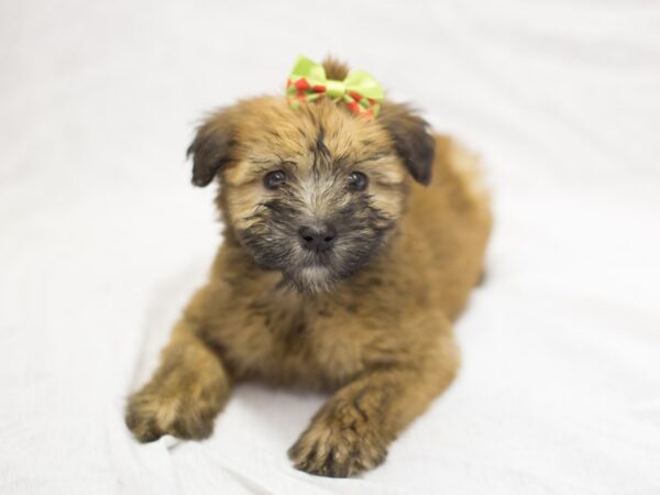 Soft Coated Wheaten Terrier DOG Female Wheaten 11837 Petland Wichita, Kansas