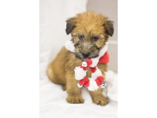 Soft Coated Wheaten Terrier DOG Male Wheaten 11836 Petland Wichita, Kansas