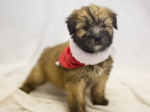 Soft Coated Wheaten Terrier DOG Male Wheaten 11835 Petland Wichita, Kansas