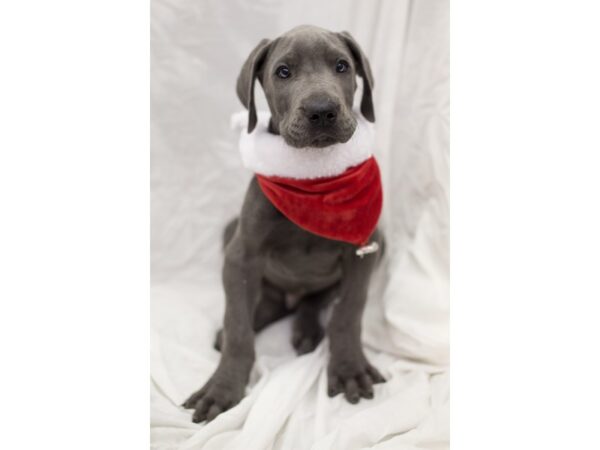 Great Dane DOG Male Blue 11834 Petland Wichita, Kansas