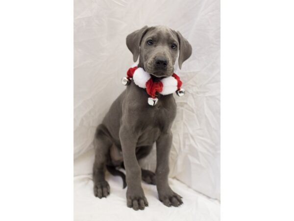 Great Dane DOG Female Blue 11833 Petland Wichita, Kansas